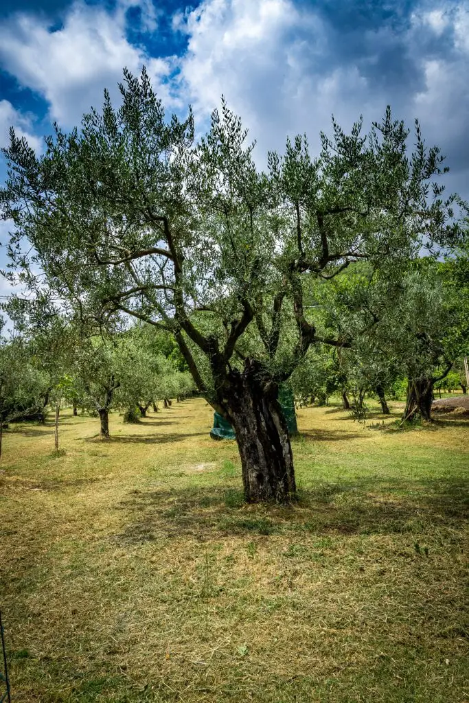 Olive Tree Pruned Photo